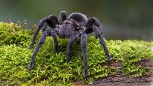 ASX Small Caps Lunch Wrap: How did this tarantula get a candidate thrown out last week?